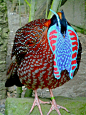 Temminck's Tragopan by P. Stubbs photo