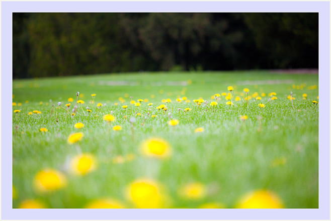 Photograph Field of ...