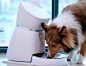Q1 Smart Automatic Pet Feeder