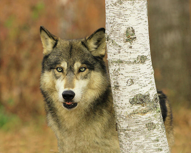 Wolfs  Photograph - ...