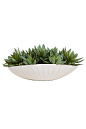 SUCCULENT IN WHITE OVAL POT  7.5hx19wx11d