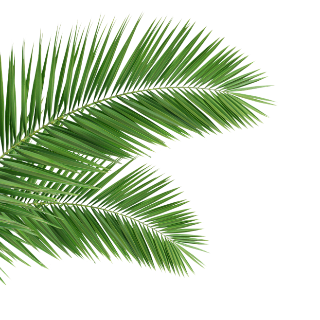 椰子叶 树叶 素材 热带植物