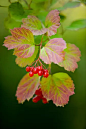 Viburnum opulus 欧洲荚蒾 