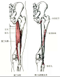 最全人体肌肉解剖套图，值得收藏！
