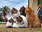 猫岛上的大佬们

photo by simabossneko ​ ​​​​