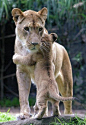 #狮子#A special hug for mom 亲子 lion
