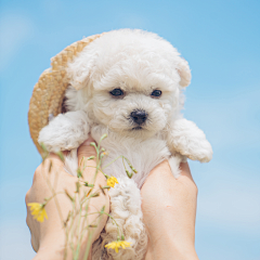 倦暮采集到狗狗♡