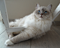 cat-remote-access-ragdoll-pet-2bf0f1da0df2f3bdeca4d0f2e5ab7594.jpg (4423×3543)