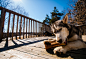 Photograph A gorgeous day for a great chew on a gnarly deck. In Muskoka. by Paul Grinnell on 500px