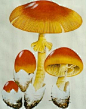 黄罗伞·凯撒蘑菇·橙盖鹅膏菌·蘑菇