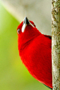 Brazilian Tanager