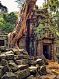 Ta Prohm Temple, Angkor, Cambodia. The jungle wants it back. - Imgur