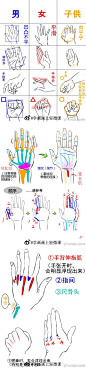 手部骨骼姿势男女手部画法比较线稿