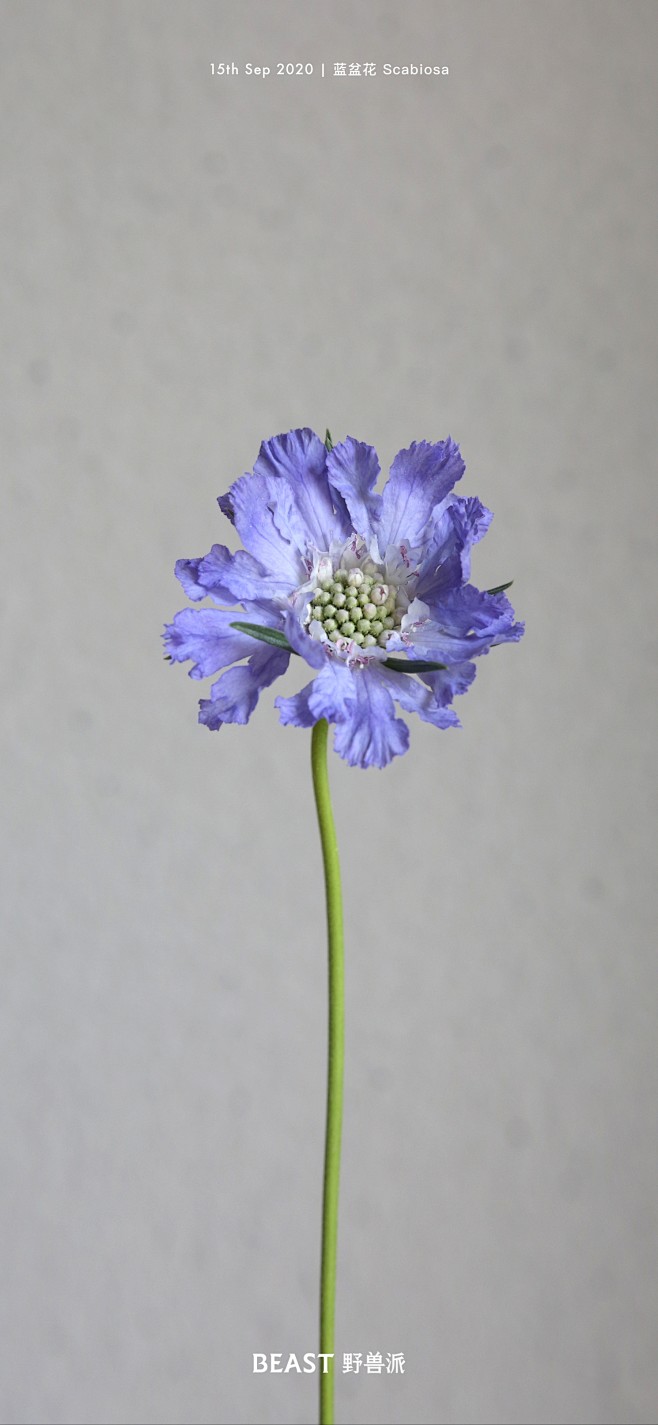 【野兽派】蓝盆花，又叫松虫草。它的造型很...