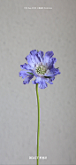【野兽派】蓝盆花，又叫松虫草。它的造型很奇特，还拥有质感如天鹅绒般的花瓣，花语：追忆、梦想。