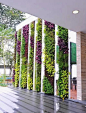 植物墙作为立体绿化，净化空气，吸收空气中的有害物质具有显著作用。