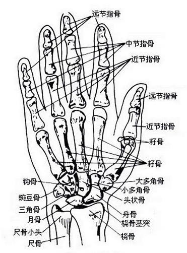 手的结构比例和画法解析