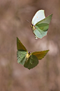 butterfly Cleopatra (appear falling leaves) | Flutterbys