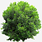 绿色植物png免抠素材_新图网 https://ixintu.com 绿色 植物 植被 树木 树丛 树灌 灌木丛