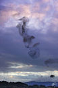 Bird Murmuration