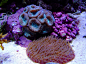 candycane coral