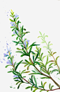 紫色植被迷迭香高清素材 种植生物 紫色植被 绿色植物 迷迭香 迷迭香草 香草材料 免抠png 设计图片 免费下载