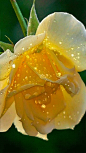 Желтая роза в каплях росы: 