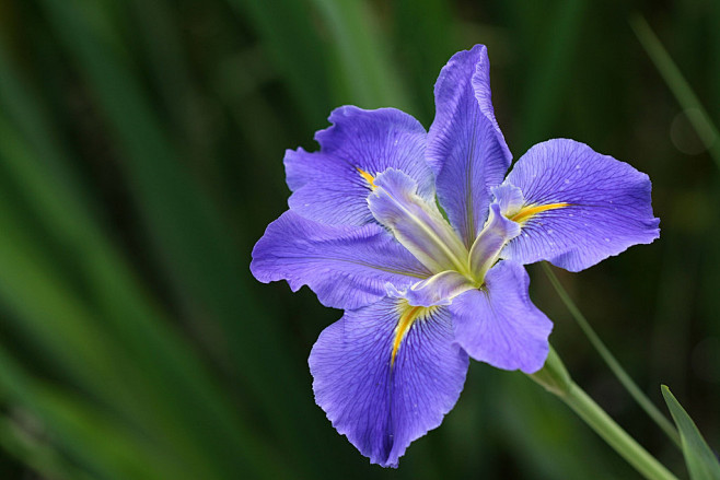 蓝紫色的花，似乎总是更妖艳一些。