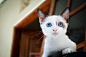 猫咪 蓝眼睛