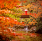 日本京都醍醐寺的枫叶，美哭了