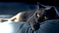 animals beds cats close-up eyes wallpaper (#1474989) / Wallbase.cc