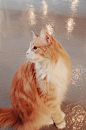 cat-cat-cafe-cute-animal-8c7375be7d3d1af2442f5109c36a7aea.jpg (1810×2732)