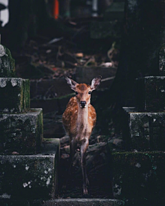 ［Louis]采集到Nature-animal