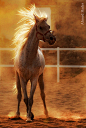 | Equine Beauty