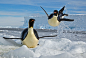 emperor-penguin-launch-832x560.jpg (832×560)