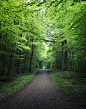 Forest road panorama, Jutland | Denmark (by Henrik Hansen)