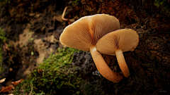 鸡蟹师采集到Mushroom