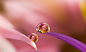 Photograph Petals&#x;27s love by Miki Asai on 500px
