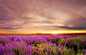 Photograph Lavender at Sunset by Albena Markova on 500px