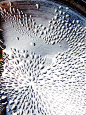 pattern of steam on pan lid by  Lynn_EL/UnaOdd Flickr