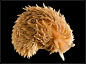 Big and Haired Sea Slug by half-scientific on deviantART