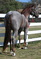 Liver Chestnut Roan. Same thing as a red roan only the red (chestnut) is a liver instead of a simple red tone. It's believed there is a modifier that is yet to be identified that says whether a horse will be a "simple" chestnut or a "liver&