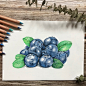 琴中弦彩铅手绘-蓝莓（小红书有详细步骤图）