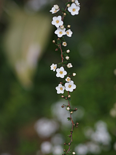 青蛙野樹采集到花儿片片