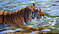The tiger and water 的图像结果