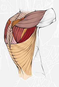 瑞呀呀呀呀呀采集到人体_肌肉 骨骼解刨图