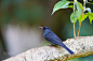 Black Bulbul by Birding Angel on 500px