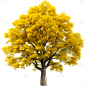 通用实景树木黄色植物元素