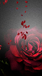 玫瑰花纹理5H背景- HTML素材网
