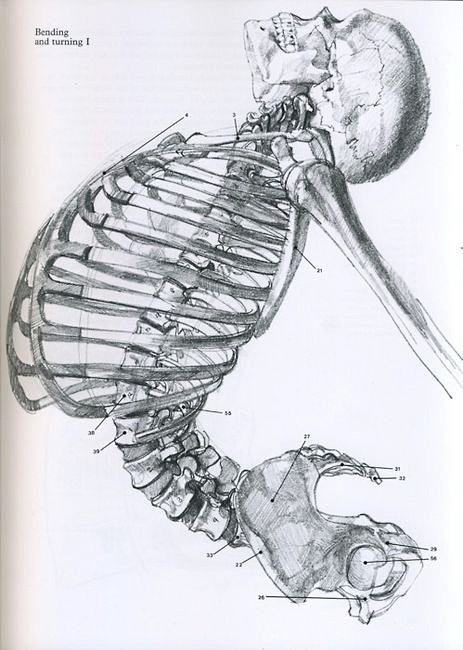 Skeleton